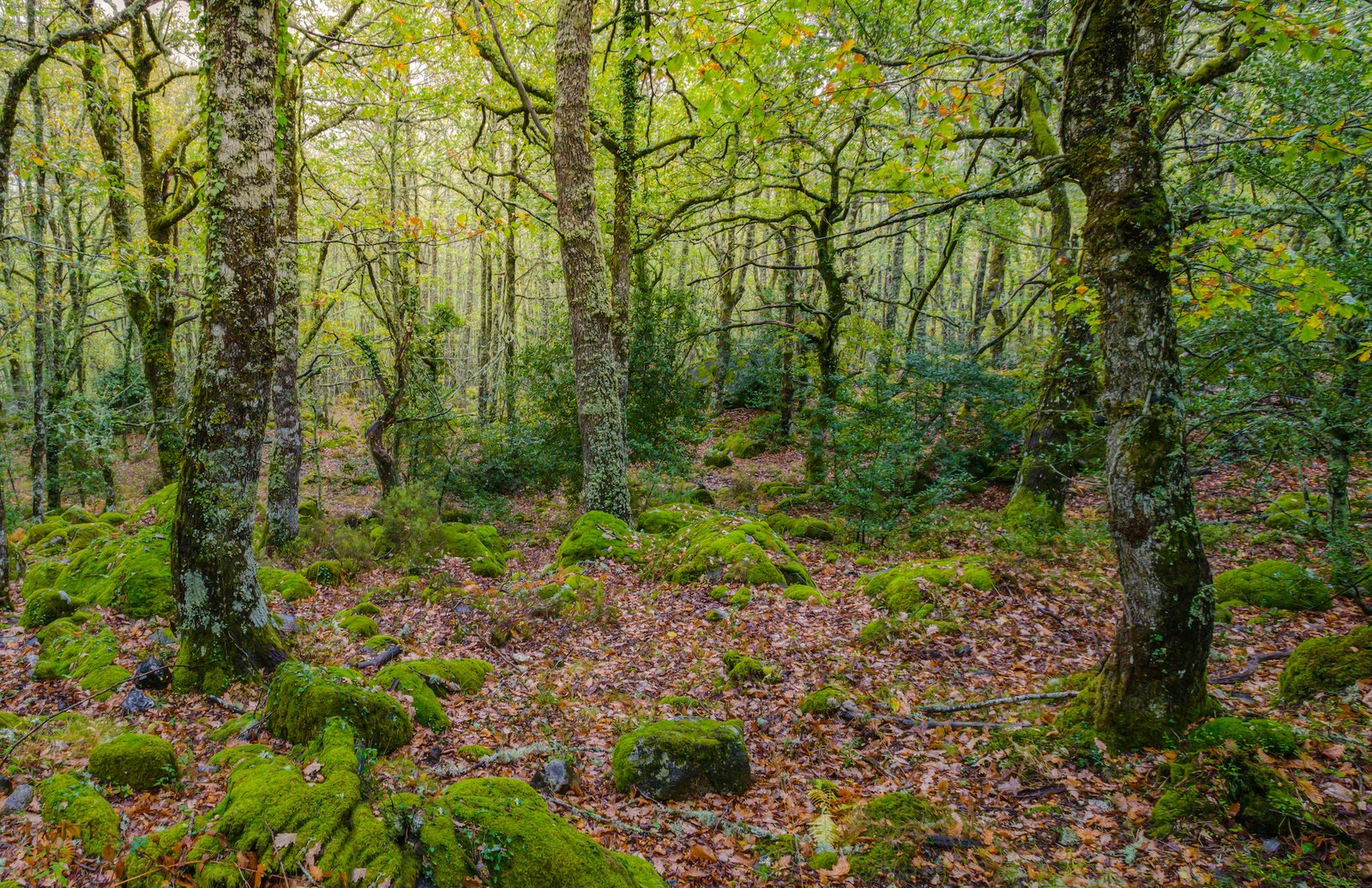 Atlantic humid forest